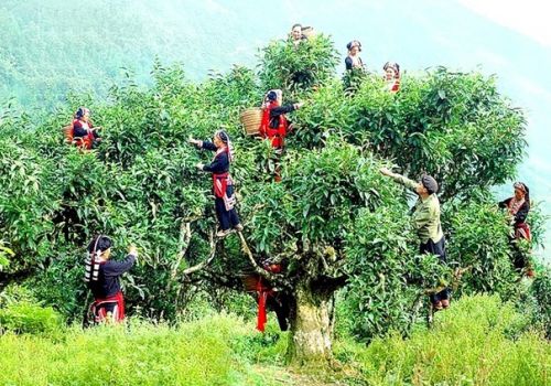 VIỆT NAM CHÍNH LÀ NGUỒN GỐC CỦA CÂY TRÀ THẾ GIỚI ?