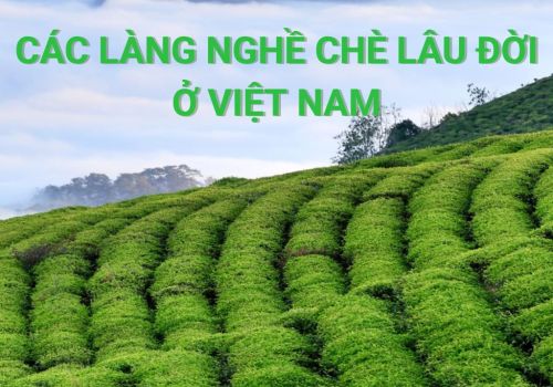 Top 6 Làng Nghề Chè Lâu Đời ở Việt Nam!
