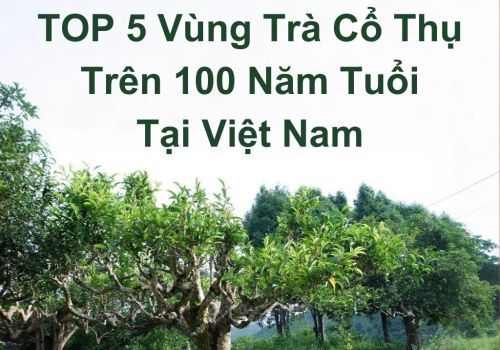 TOP 5 Vùng Trà Cổ Thụ Trên 100 Năm Tuổi Tại Việt Nam!