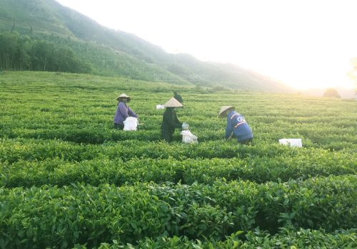 Giống Chè Bản Địa Việt Nam – Tài Nguyên Quý Đang Bị Lãng Quên?