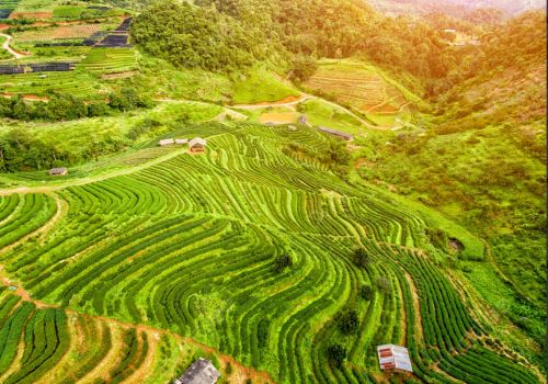 Trà Và Đời Sống Người Dân Tộc Thiểu Số Vùng Cao