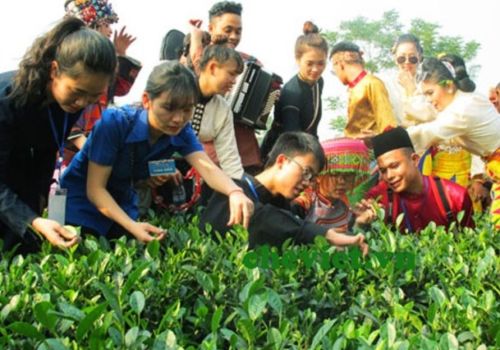 Sự Chuyển Mình của Các Làng Trà từ Nông Nghiệp sang Du lịch Sinh Thái