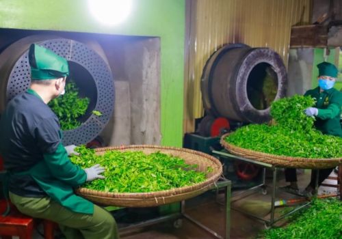 Hành Trình Một Búp Chè – Từ Nương Chè Đến Ấm Trà Xanh