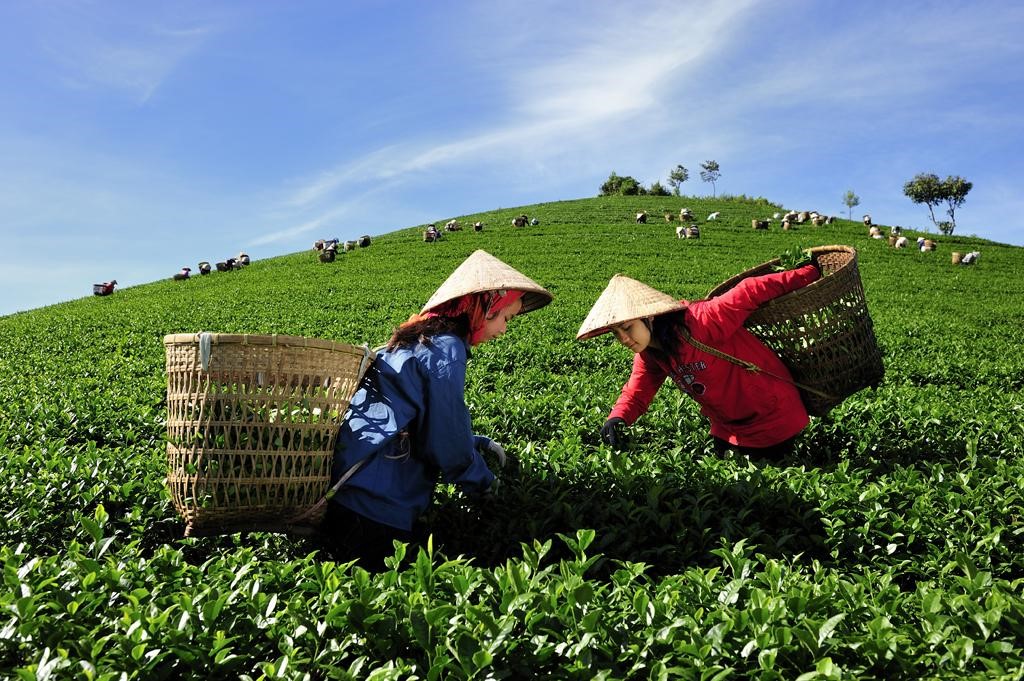 hop-tra-thuy-thuat-2