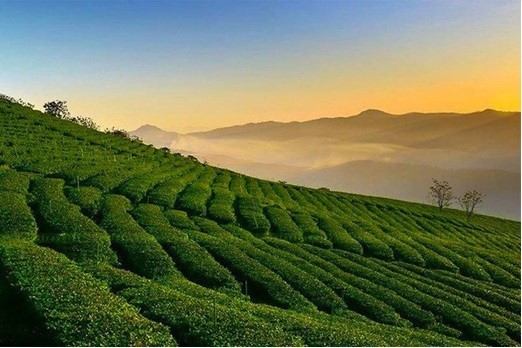 hop-che-cao-cap-Tien-Yen-1