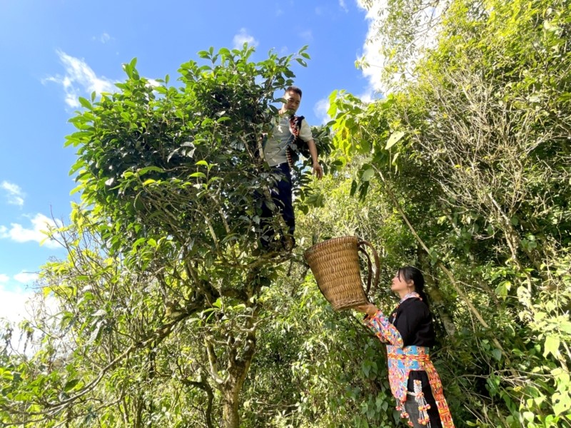 thu-hoach-cay-che-co-thu